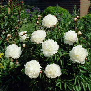 Alba Plena Paeonia officinalis Piwonia lekarska 2