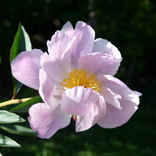 Piwonia Nymphe Paeonia