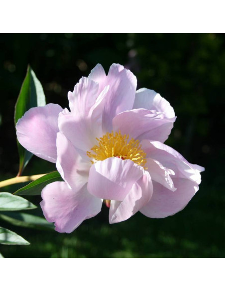 Piwonia Nymphe Paeonia