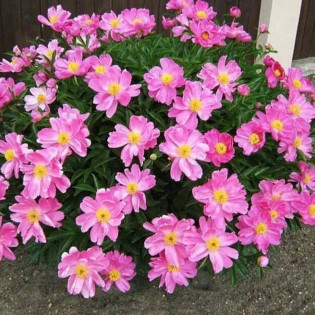 Piwonia Nymphe Paeonia 2