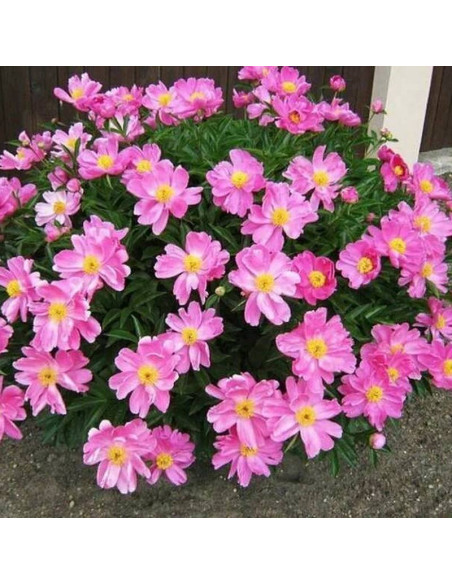 Nymphe Paeonia Piwonia