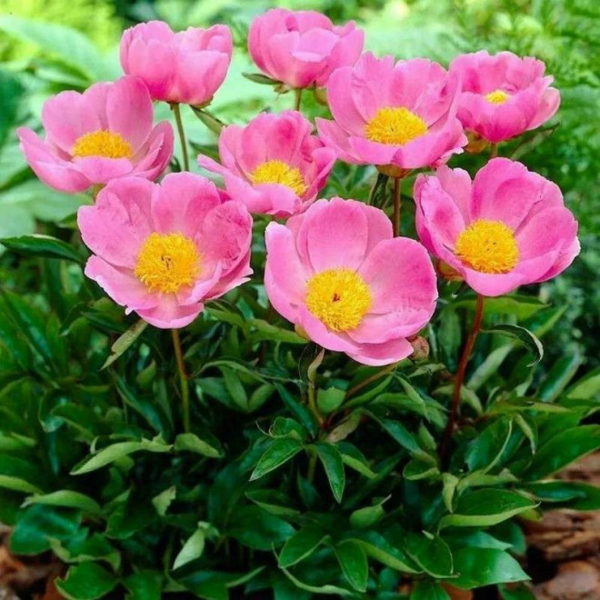 Piwonia Paeonia Nymphe