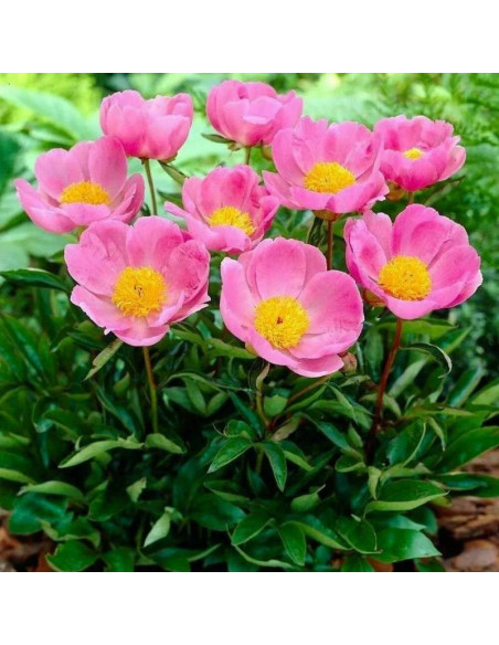 Piwonia Paeonia Nymphe