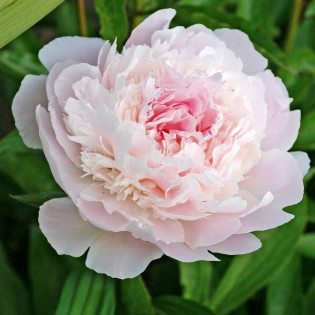 Piwonia Pecher Paeonia