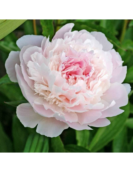 Piwonia Pecher Paeonia