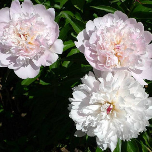 Piwonia Pecher Paeonia 2