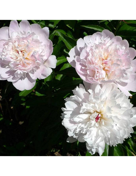 Pecher Paeonia Piwonia