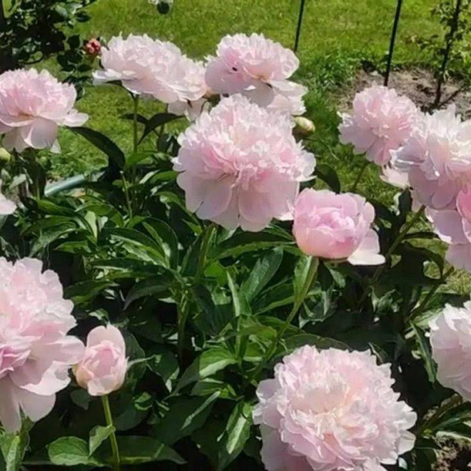 Piwonia Paeonia Pecher