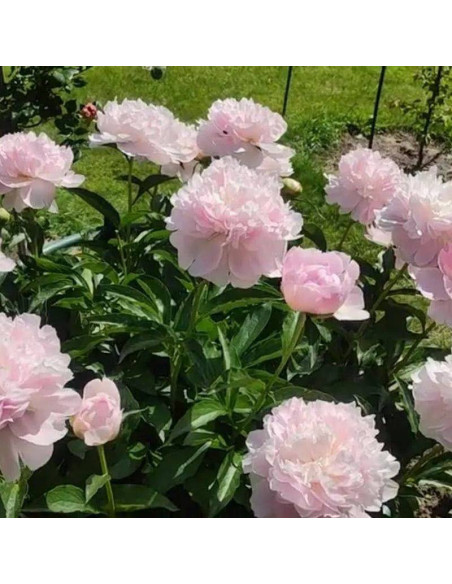 Piwonia Paeonia Pecher