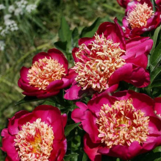 Nippon Beauty Paeonia Piwonia