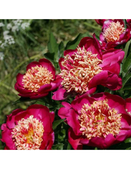 Nippon Beauty Paeonia Piwonia