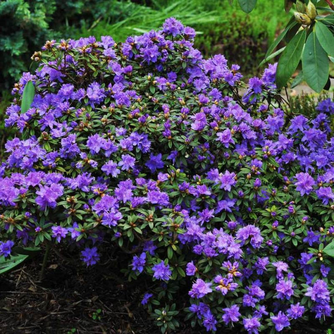 Rhododendron impeditum Różanecznik karłowy St. Merryn