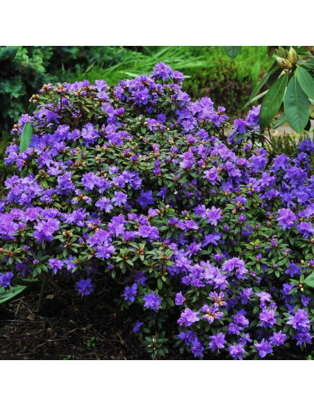 Rhododendron impeditum Różanecznik karłowy St. Merryn