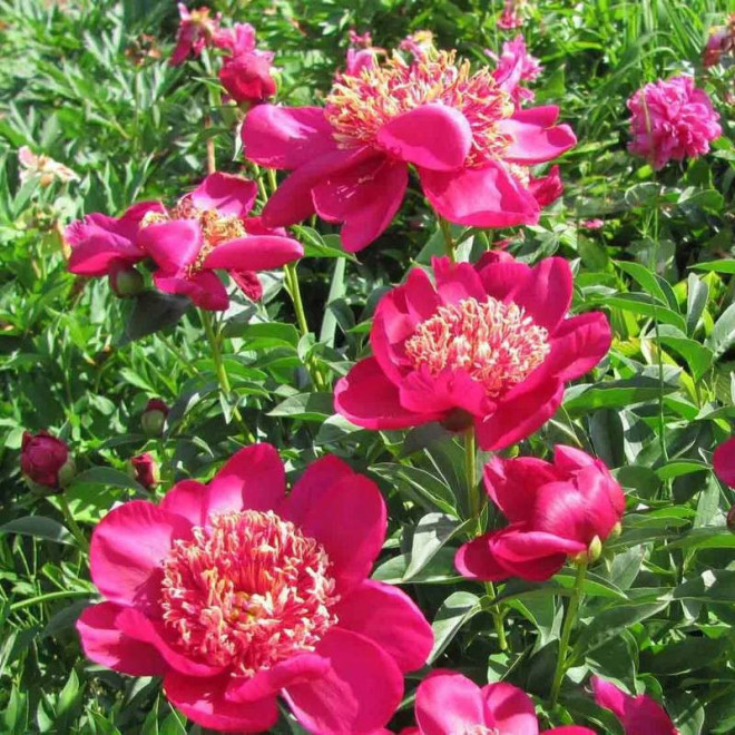 Piwonia Nippon Beauty Paeonia
