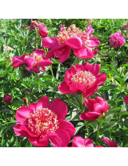 Piwonia Nippon Beauty Paeonia