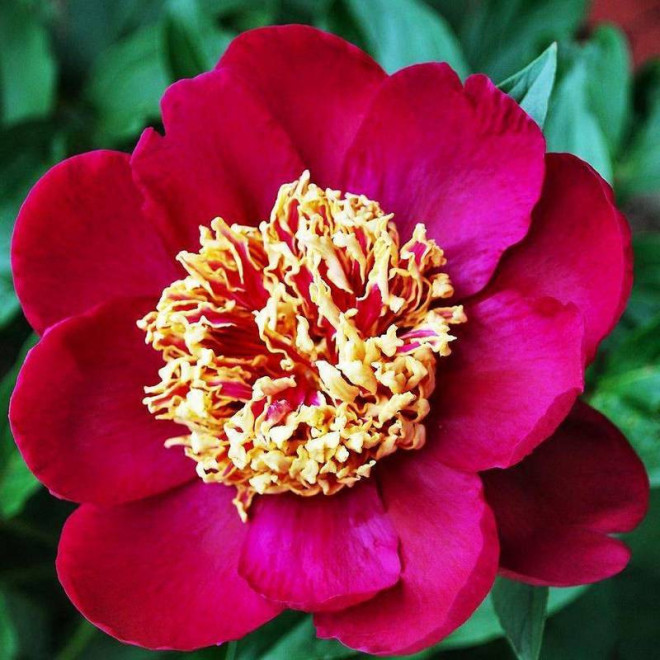 Piwonia Paeonia Nippon Beauty