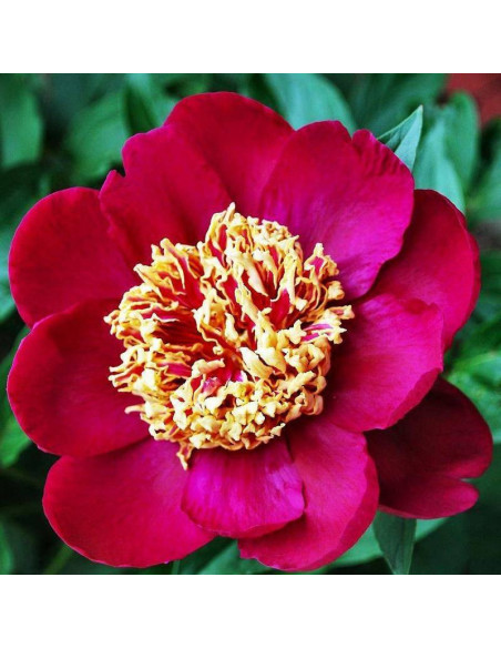 Piwonia Paeonia Nippon Beauty