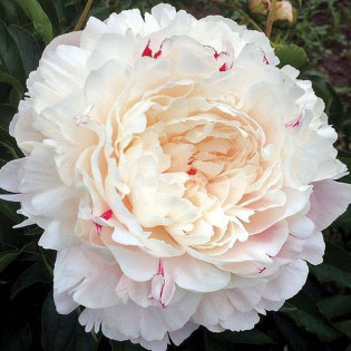 Piwonia Nick Shaylor Paeonia