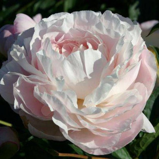 Piwonia Nick Shaylor Paeonia 2