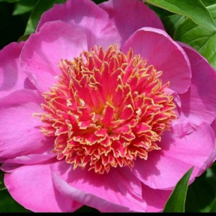 Piwonia Neon Paeonia