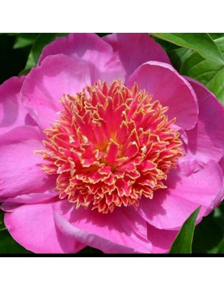 Piwonia Neon Paeonia