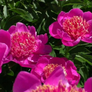 Piwonia Neon Paeonia 2