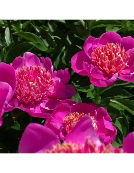 Neon Paeonia Piwonia