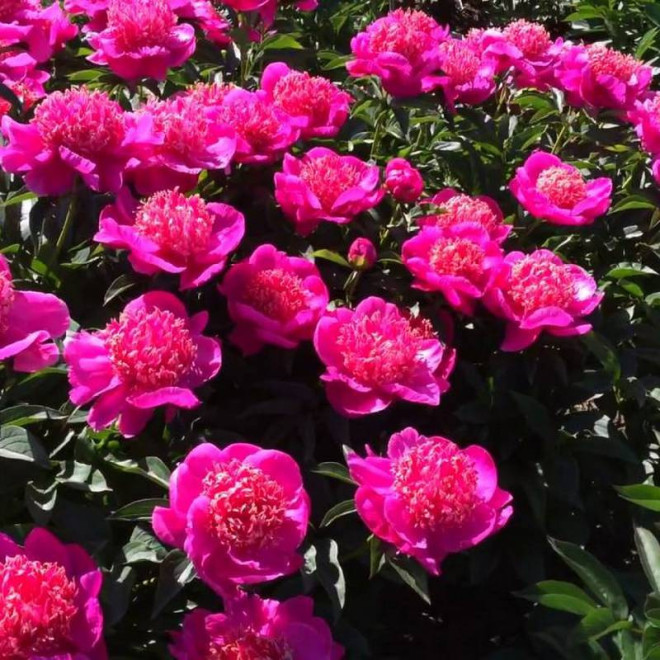 Piwonia Paeonia Neon