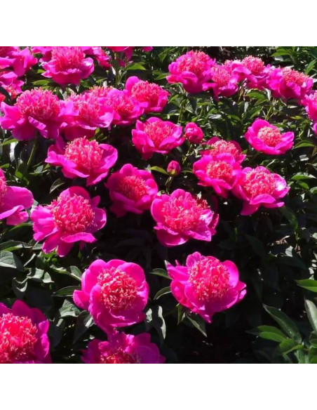 Piwonia Paeonia Neon