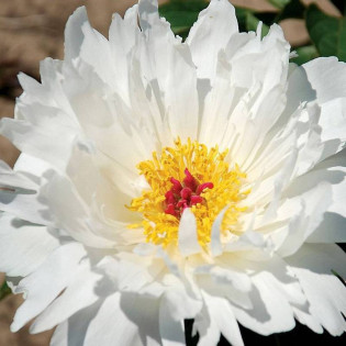 My Love Paeonia Piwonia