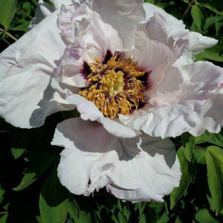 My Love Paeonia Piwonia 2