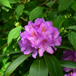 Różanecznik katawbijski Catawbiense Grandiflorum Rhododendron