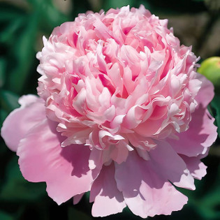 Monsieur Jules Elie Paeonia Piwonia