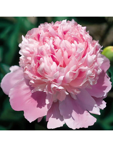 Monsieur Jules Elie Paeonia Piwonia