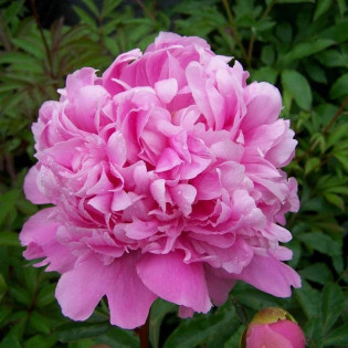Monsieur Jules Elie Paeonia Piwonia 2