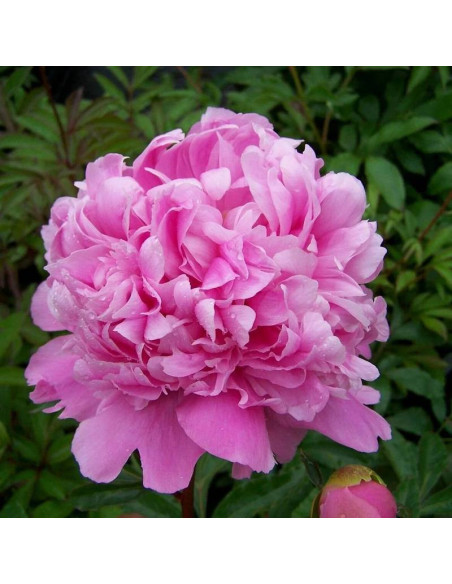 Piwonia Monsieur Jules Elie Paeonia