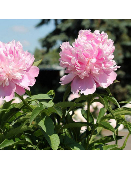 Piwonia Paeonia Monsieur Jules Elie