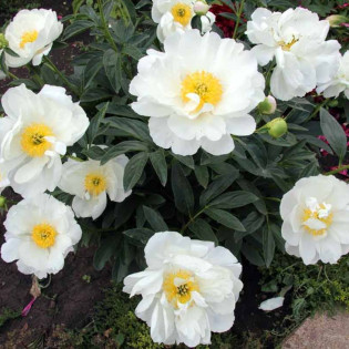 Piwonia Miss America Paeonia