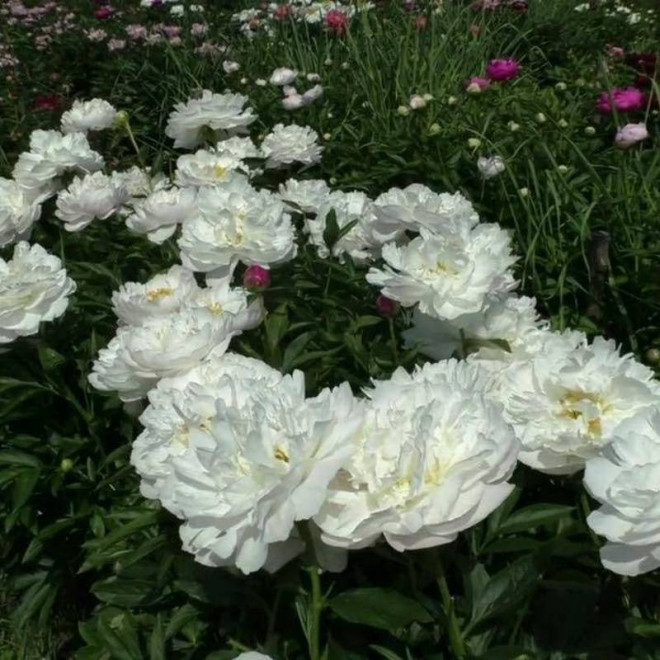 America Paeonia Piwonia Miss