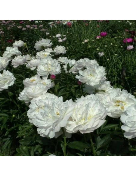 America Paeonia Piwonia Miss