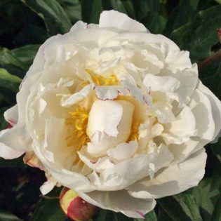 Piwonia Madame Edouard Doriat Paeonia