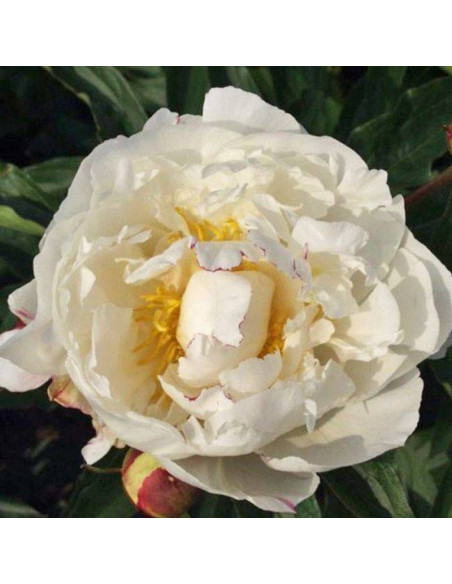 Piwonia Madame Edouard Doriat Paeonia