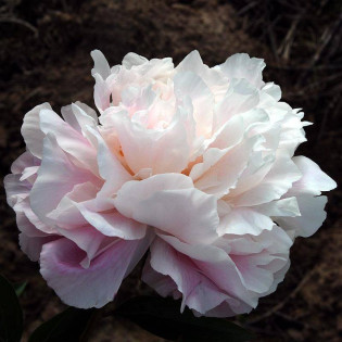 Piwonia Madame Edouard Doriat Paeonia 2