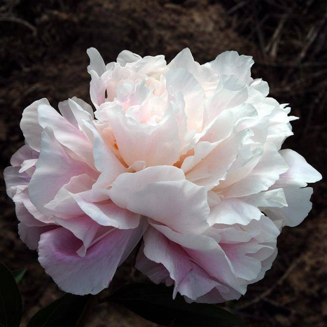 Madame Edouard Doriat Paeonia Piwonia