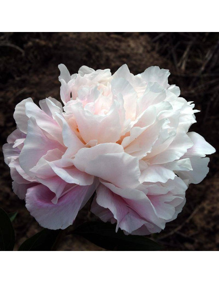 Madame Edouard Doriat Paeonia Piwonia
