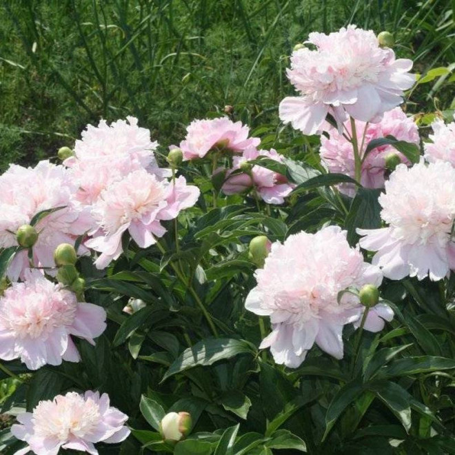 Piwonia Paeonia Madame Edouard Doriat