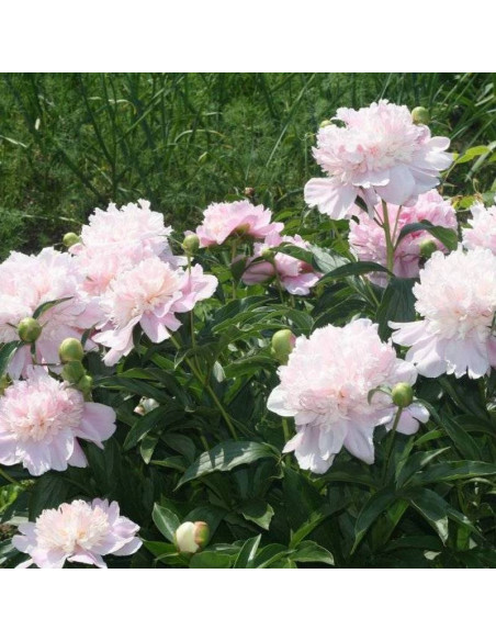 Piwonia Paeonia Madame Edouard Doriat