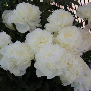 Piwonia Madame Claude Tain Paeonia