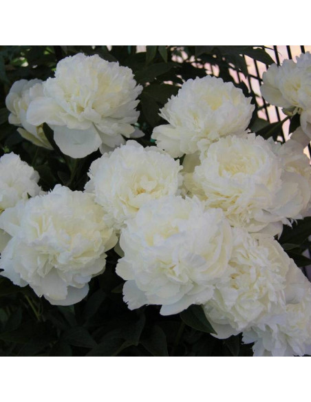 Piwonia Madame Claude Tain Paeonia