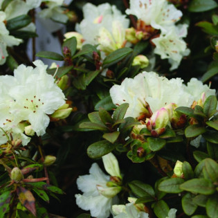 Różanecznik lapoński Cream Crest Rhododendron lapponicum